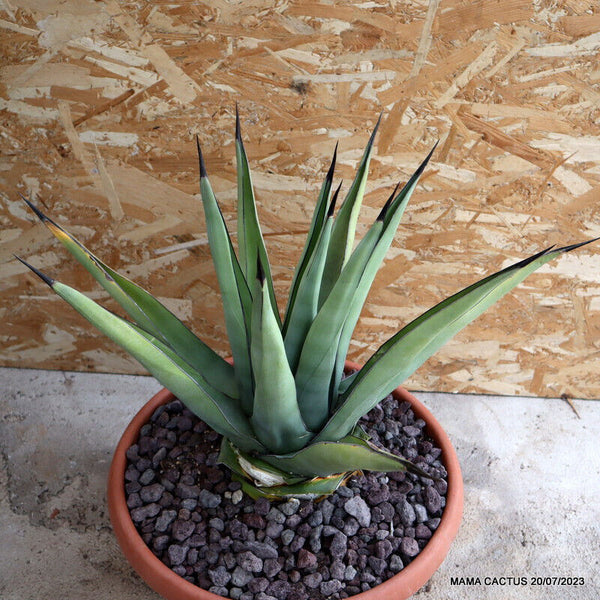 AGAVE NIGRA VERY OLD