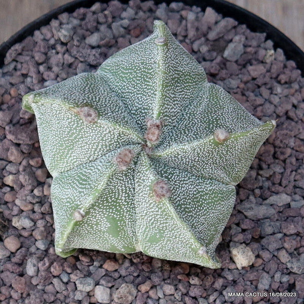ASTROPHYTUM MYRIOSTIGMA