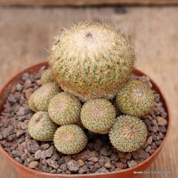 EPITHELANTHA MICROMERIS