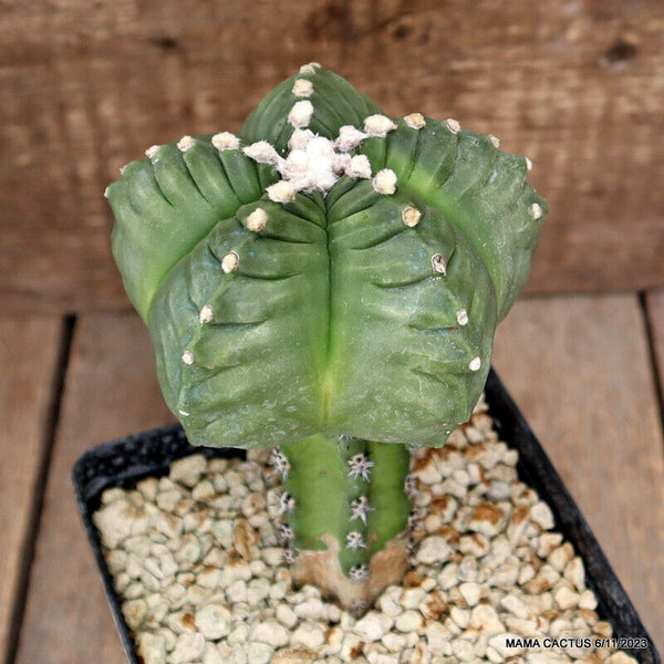 ASTROPHYTUM MYRIOSTIGMA KIKKO GRAFTED
