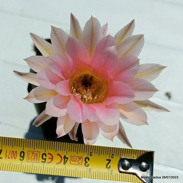 Flower  MaMa Cactus