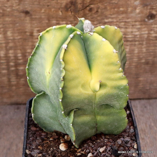 ASTROPHYTUM MYRIOSTIGMA KOH-JO VARIEGATED