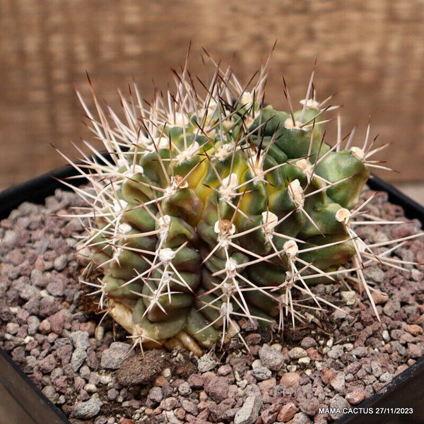 GYMNOCALYCIUM MIHANOVICHII VARIEGATED