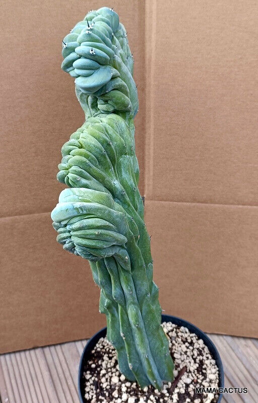 MYRTILLOCACTUS GEOMETRIZANS CRESTED