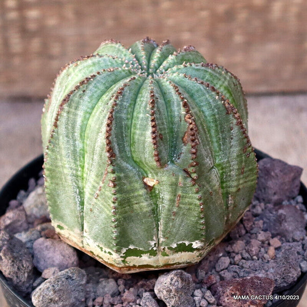 EUPHORBIA OBESA MONSTER