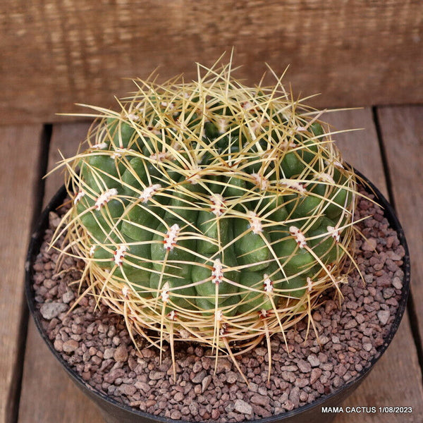 GYMNOCALYCIUM MULTIFLORUM