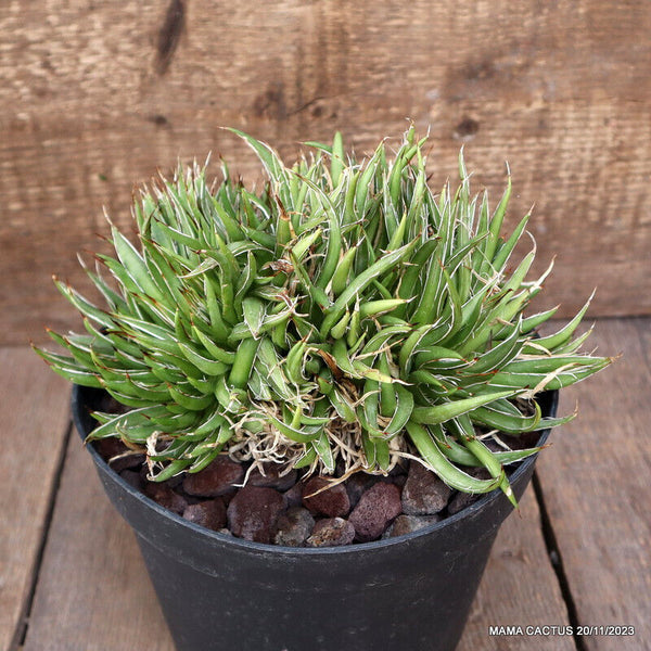 AGAVE FILIFERA CRESTED