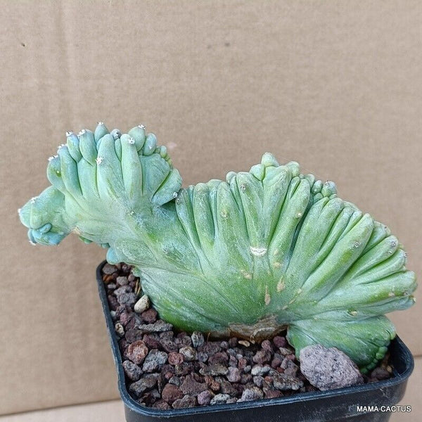 MYRTILLOCACTUS GEOMETRIZANS CRESTED