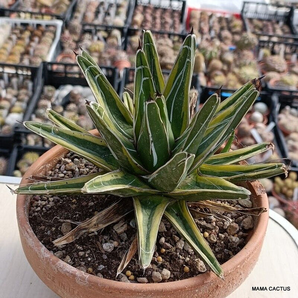 AGAVE VICTORIAE REGINAE VARIEGATED