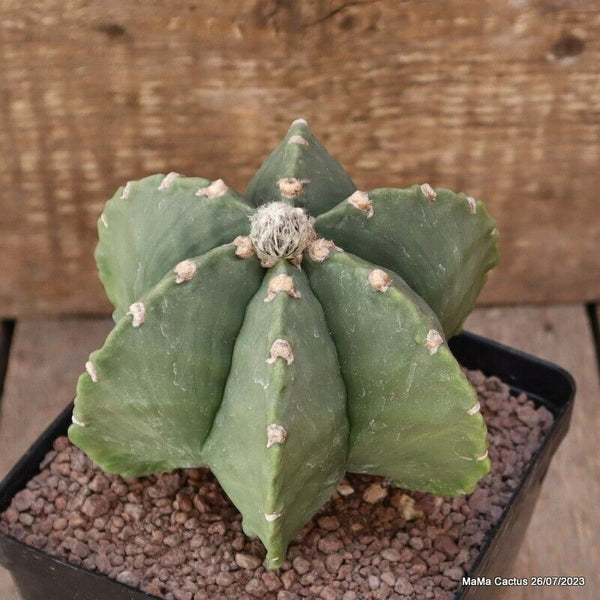 ASTROPHYTUM MYRIOSTIGMA NUDUM