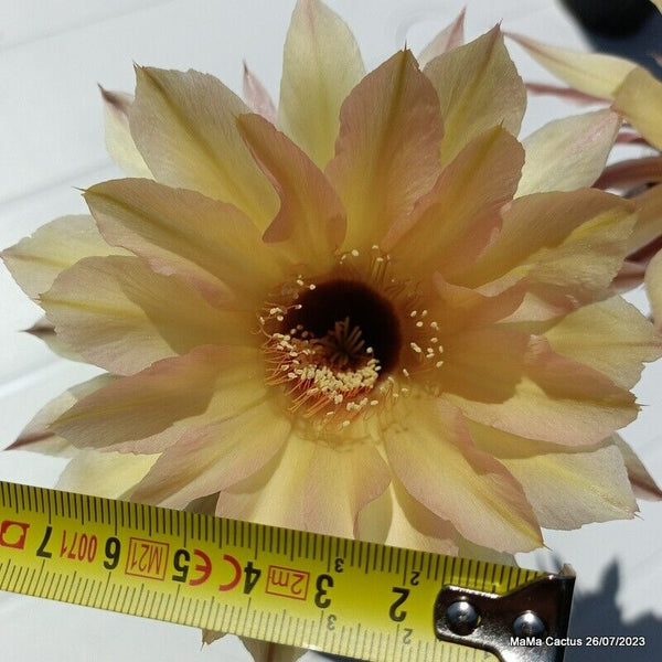 Flower  MaMa Cactus