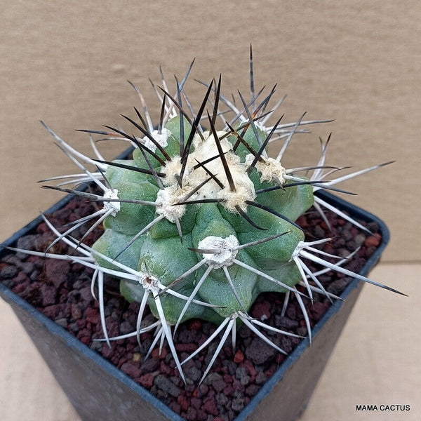 COPIAPOA BRIDGESII