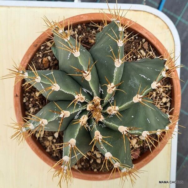ASTROPHYTUM ORNATUM VERY OLD
