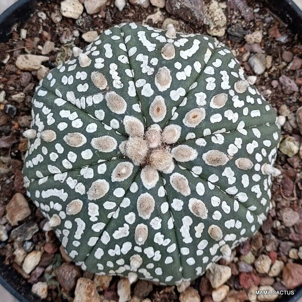 ASTROPHYTUM SUPER KABUTO