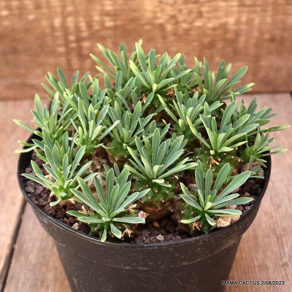 EUPHORBIA JAPONICA COMPACT