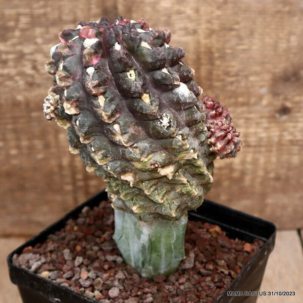 NEOPORTERIA OCCULTA VARIEGATED GRAFTED
