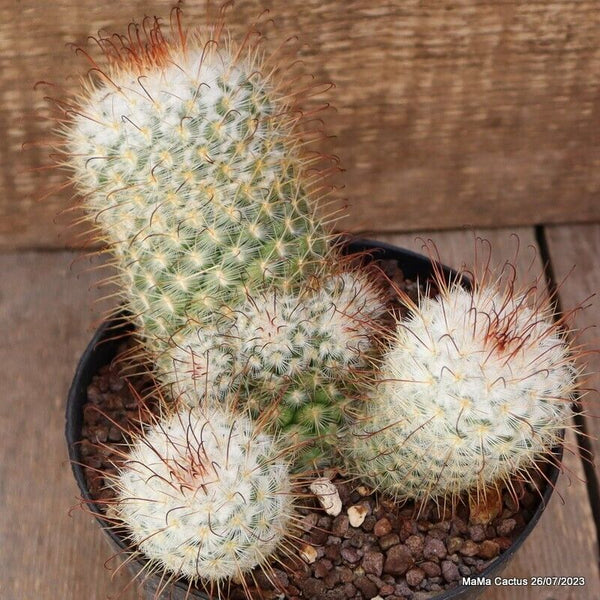 MAMMILLARIA BOMBYCINA