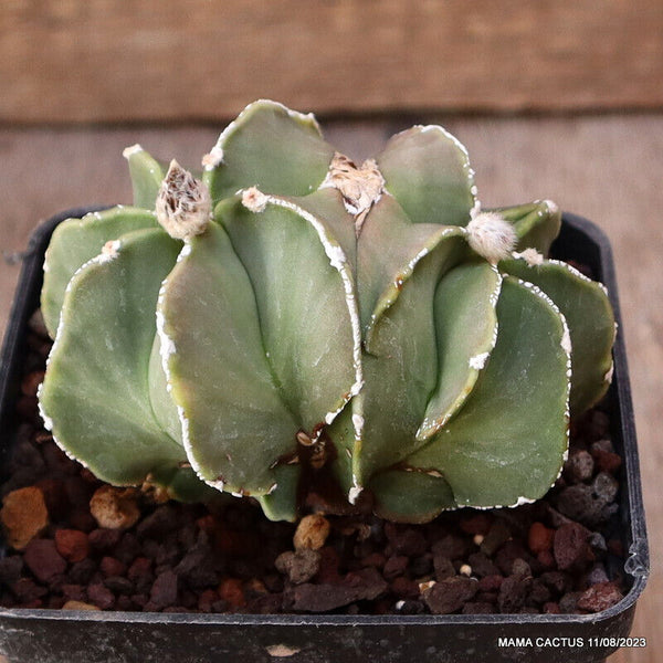 ASTROPHYTUM MYRIOSTIGMA DICHOTOMIC