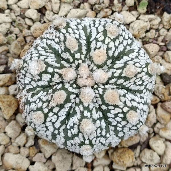 ASTROPHYTUM SUPERKABUTO SNOW