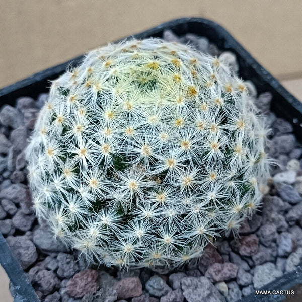 MAMMILLARIA SCHIEDEANA