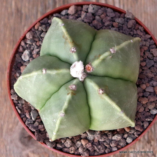 ASTROPHYTUM MYRIOSTIGMA NUDUM