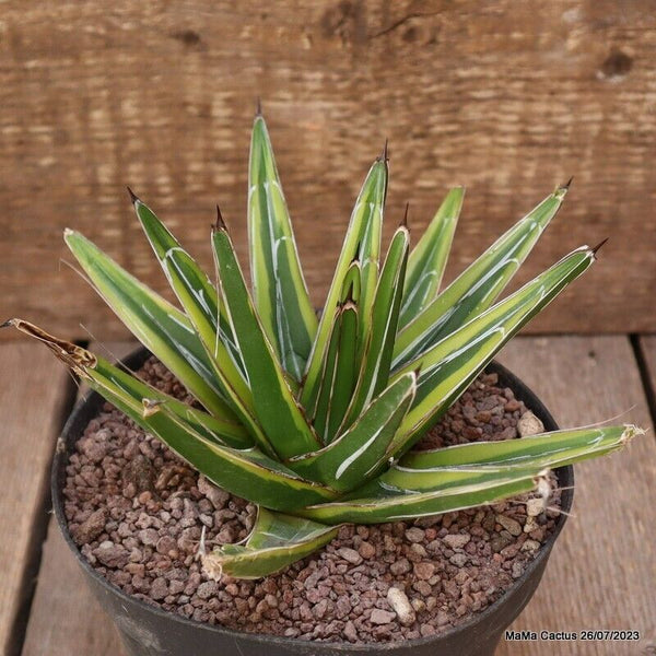 AGAVE REGINAE VICTORIAE VARIEGATED