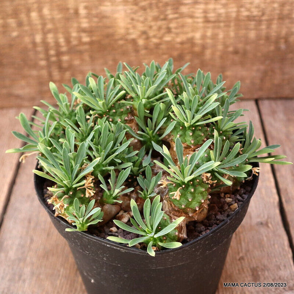 EUPHORBIA JAPONICA COMPACT