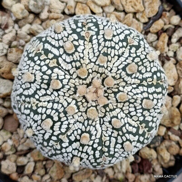 ASTROPHYTUM SUPER KABUTO