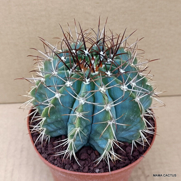 MELOCACTUS MATANZANUS