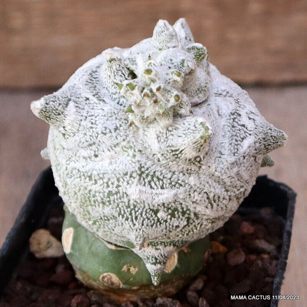 ASTROPHYTUM COHAUILENSE KIKKO GRAFTED