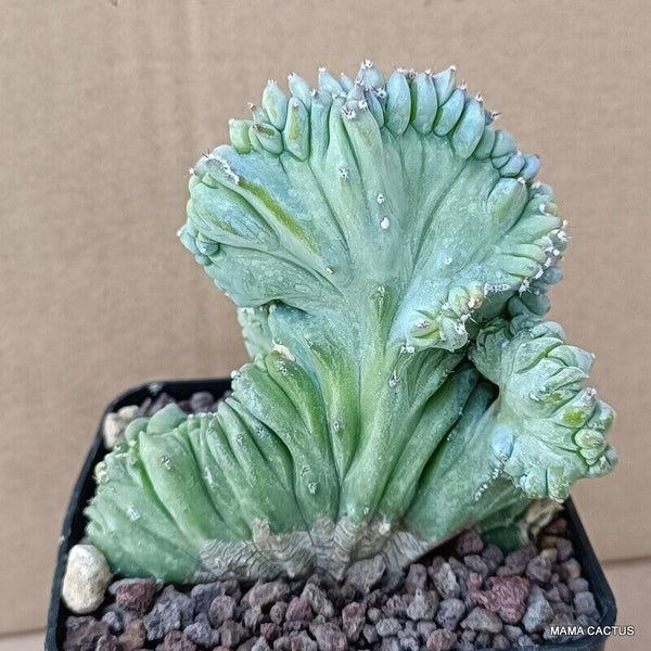 MYRTILLOCACTUS GEOMETRIZANS CRESTED