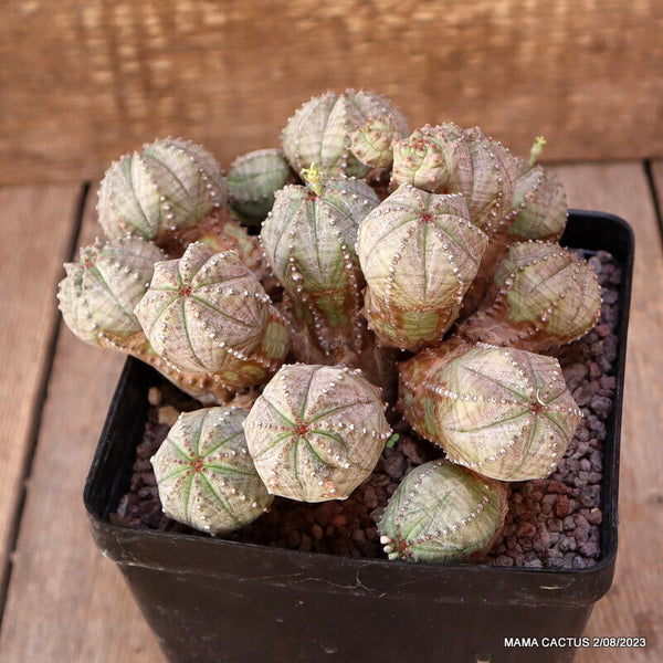 EUPHORBIA PSEUDOGLOBOSA RED