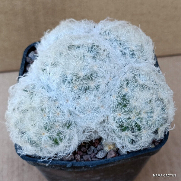 MAMMILLARIA PLUMOSA