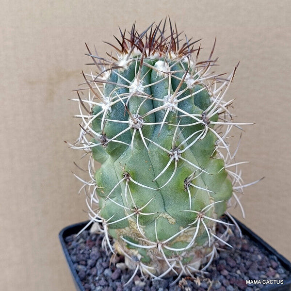 COPIAPOA COQUIMBANA