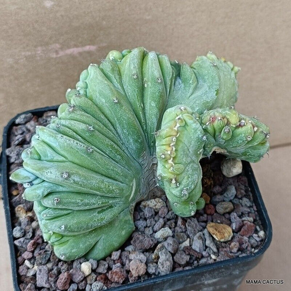 MYRTILLOCACTUS GEOMETRIZANS STRICTUS