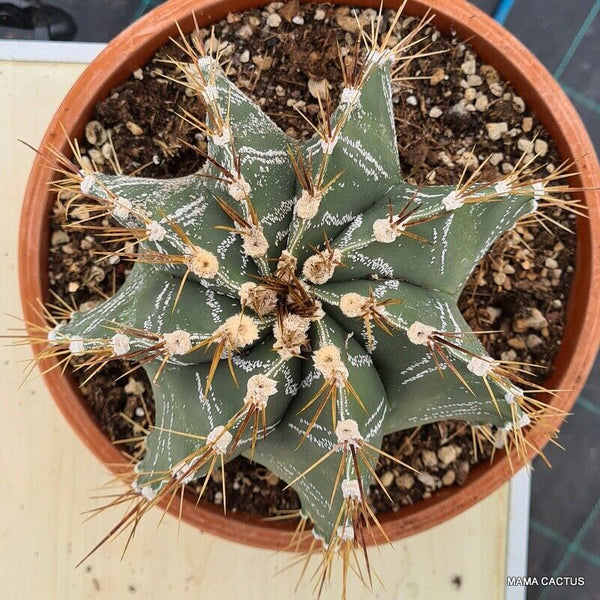 ASTROPHYTUM ORNATUM VERY OLD