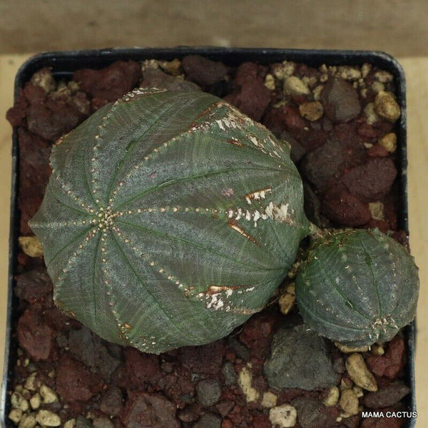 EUPHORBIA OBESA MULTIHEADS