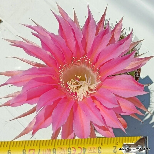 Flower  MaMa Cactus