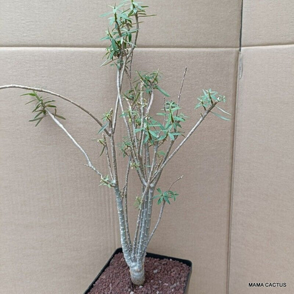 EUPHORBIA BALSAMIFERA 5 YEARS OLD