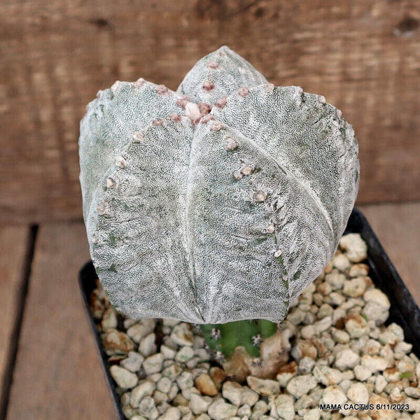 ASTROPHYTUM MYRIOSTIGMA KIKKO ONZUKA GRAFTED