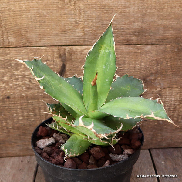 AGAVE TITANOTA