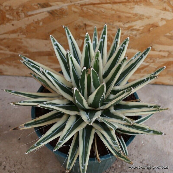 AGAVE REGINAE VICTORIAE WHITE RHINO