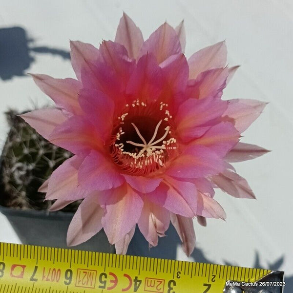 Flower 55  MaMa Cactus