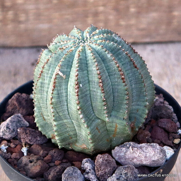 EUPHORBIA OBESA MONSTER