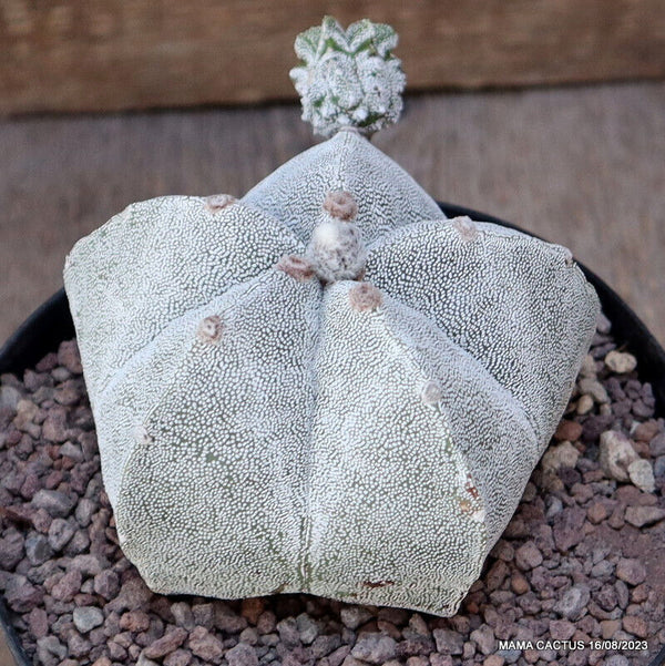 ASTROPHYTUM MYRIOSTIGMA ONZUKA