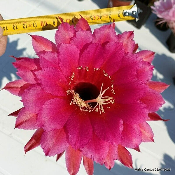 Flower  MaMa Cactus