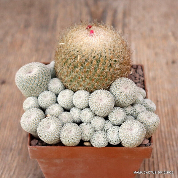 EPITHELANTHA MICROMERIS