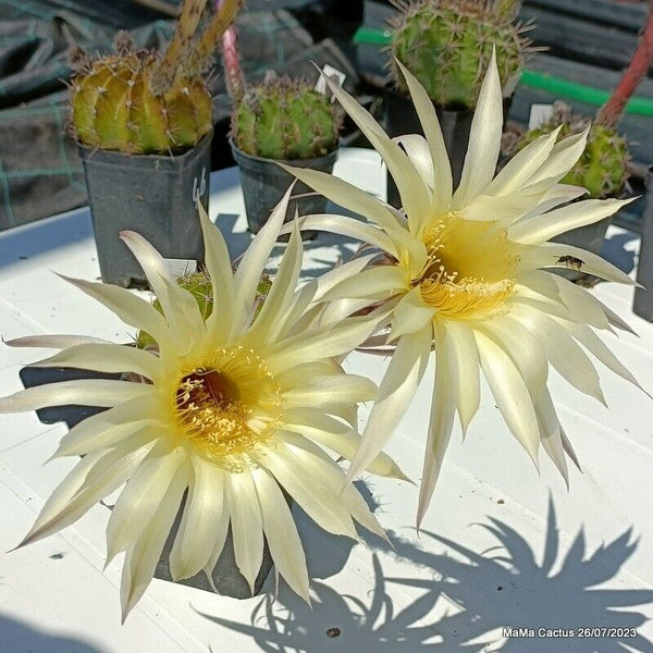 Flower  MaMa Cactus