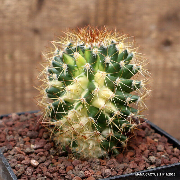MAMMILLARIA COMPRESSA VARIEGATED
