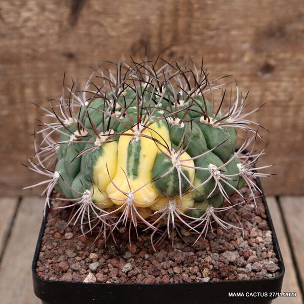 GYMNOCALYCIUM SAGLIONIS VARIEGATED